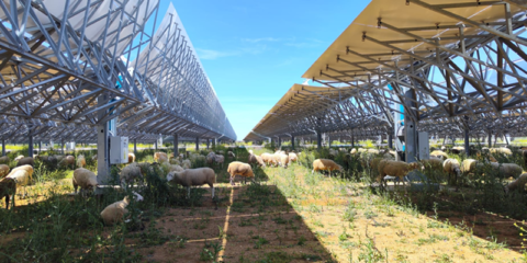 El pastoreo para el desbroce del terreno se aplica en la planta termosolar de Heineken en Sevilla
