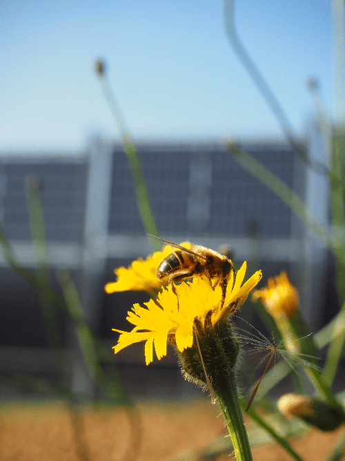 Investigación en energía agrovoltaica.