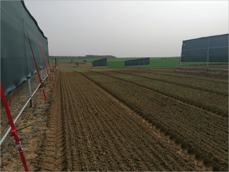 Investigación en energía agrovoltaica.