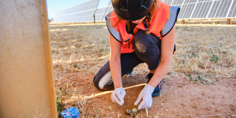 La Cátedra Steppe Forward lanza un estudio sobre la relación de los parques solares y la biodiversidad