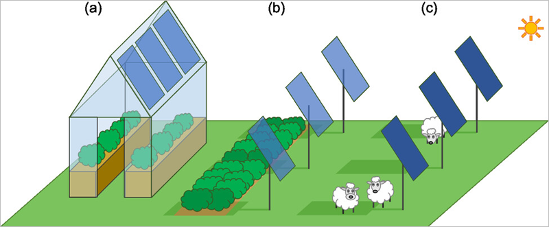 Investigación agrovoltaica de la Universidad de Swansea.