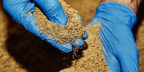 El proyecto Olivoltaica creará recubrimientos para paneles solares a partir de biomasa de olivar