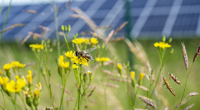 Imagen de fauna local en un parque fotovoltaico.